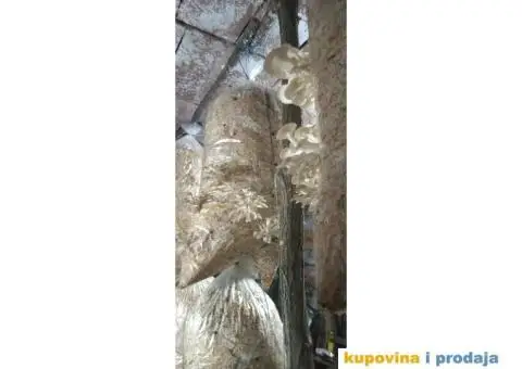 Prodaja pečuraka bukovača - 4/8