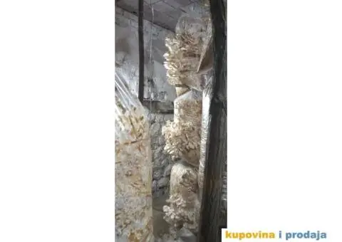 Prodaja pečuraka bukovača - 5/8