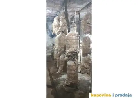 Prodaja pečuraka bukovača - 6/8