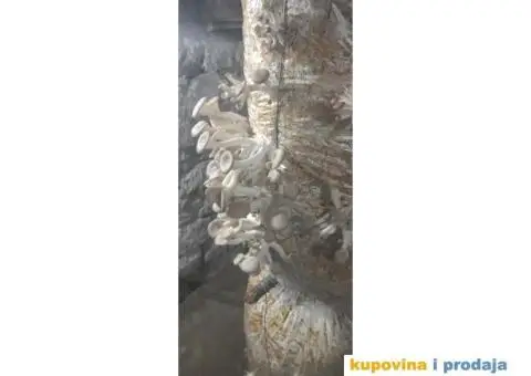 Prodaja pečuraka bukovača - 7/8