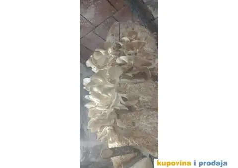 Prodaja pečuraka bukovača - 8/8