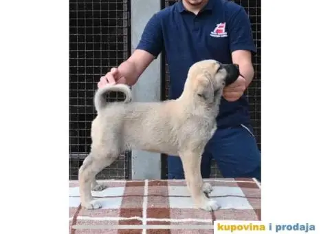 Turski Kangal štenci - 1/4