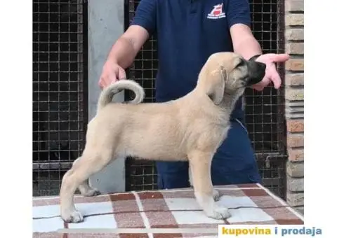 Turski Kangal štenci - 2/4
