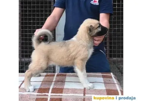 Turski Kangal štenci - 3/4