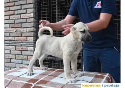 Turski Kangal štenci - 4/4