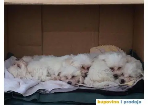 Štenci maltezera - 1/8