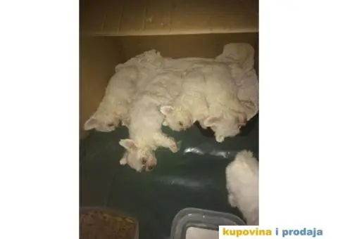 Štenci maltezera - 2/8