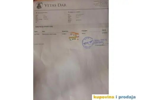 Štenci maltezera - 3/8