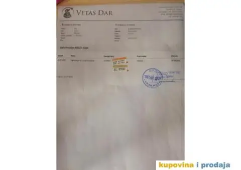 Štenci maltezera - 4/8