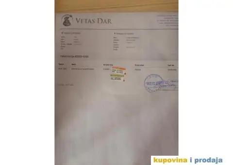 Štenci maltezera - 5/8