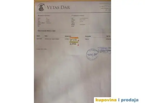 Štenci maltezera - 6/8