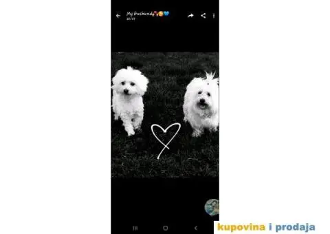 Štenci maltezera - 8/8