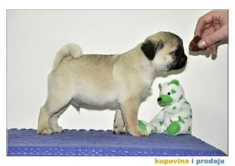 Mops štenci - 9/10