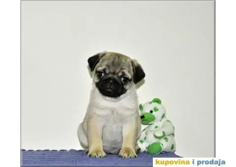 Mops štenci - 10/10