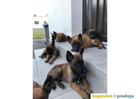 Belgijski ovčar - 1/7