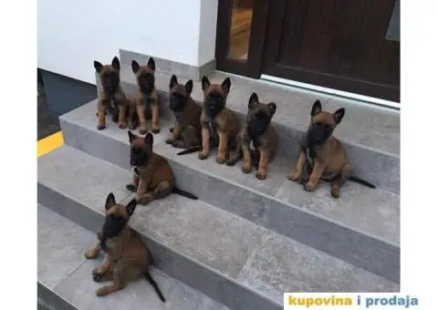 Belgijski ovčar - 2/7