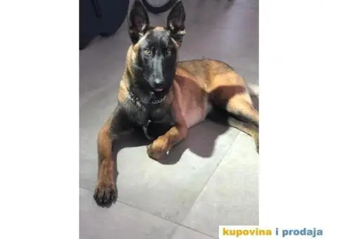 Belgijski ovčar - 3/7