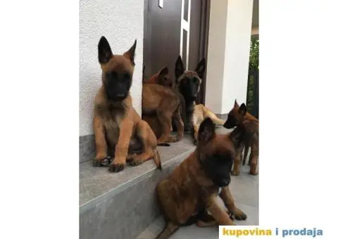 Belgijski ovčar - 4/7