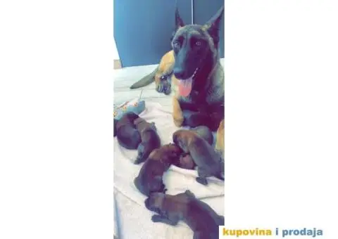 Belgijski ovčar - 5/7