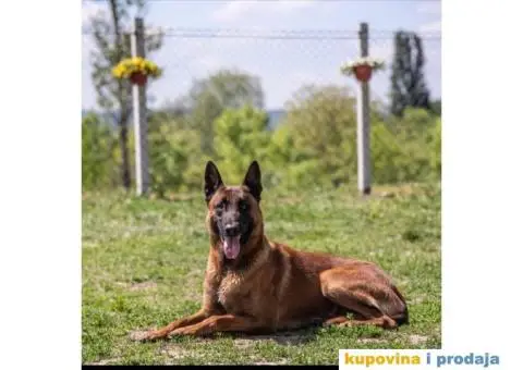 Belgijski ovčar - 6/7