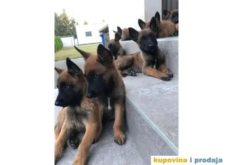 Belgijski ovčar - 7/7