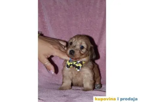 Havanski Bišon - 1/12