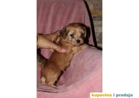 Havanski Bišon - 2/12