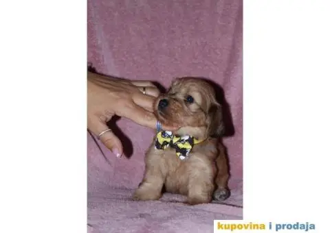 Havanski Bišon - 3/12