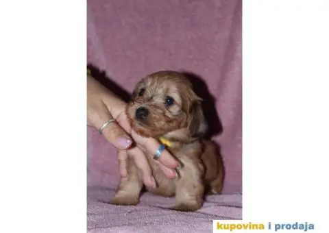 Havanski Bišon - 4/12