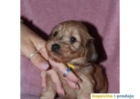 Havanski Bišon - 5/12