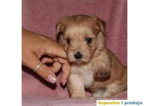 Havanski Bišon - 6/12