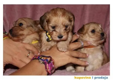 Havanski Bišon - 7/12