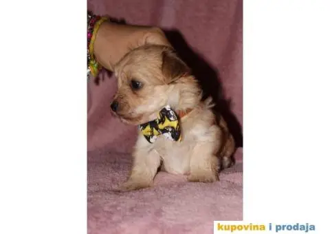 Havanski Bišon - 8/12