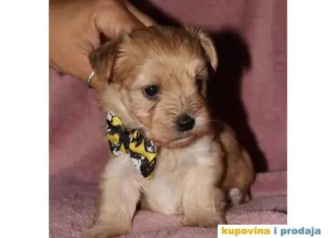 Havanski Bišon - 9/12