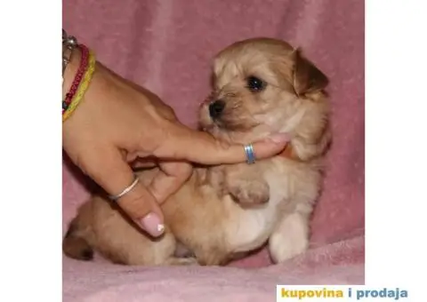 Havanski Bišon - 10/12