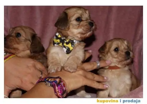 Havanski Bišon - 11/12