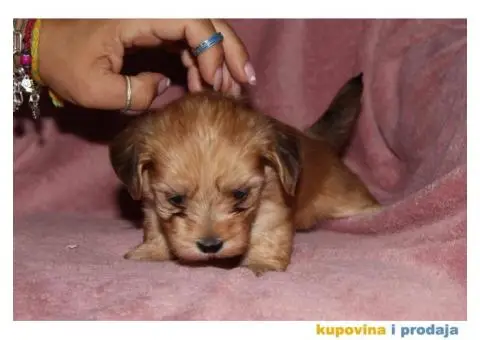 Havanski Bišon - 12/12