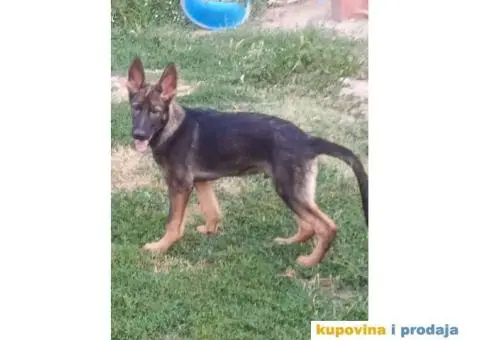 Nemački Ovčar - 1/13