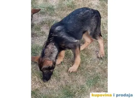 Nemački Ovčar - 2/13