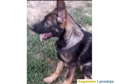 Nemački Ovčar - 3/13