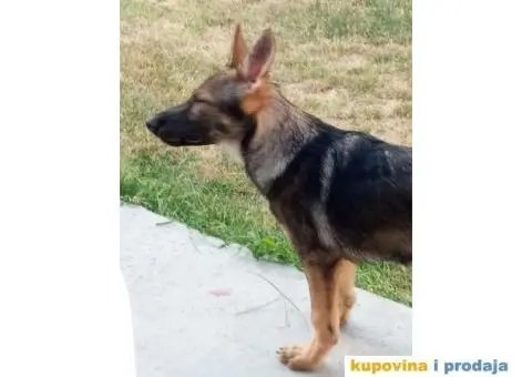Nemački Ovčar - 4/13