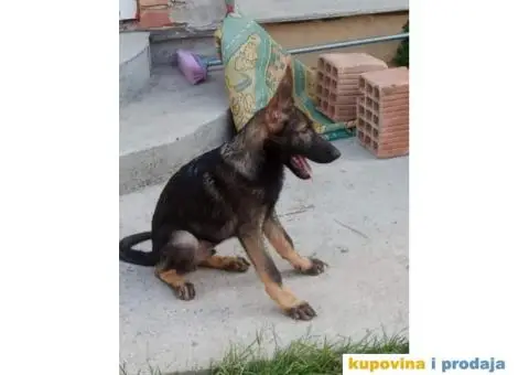 Nemački Ovčar - 5/13