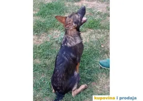 Nemački Ovčar - 6/13