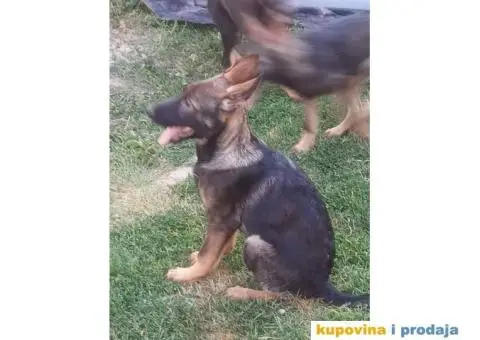 Nemački Ovčar - 7/13