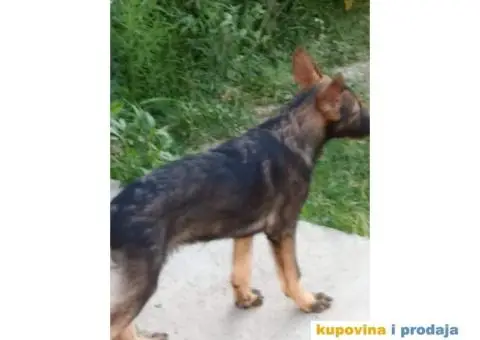 Nemački Ovčar - 8/13