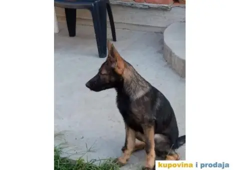 Nemački Ovčar - 9/13