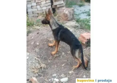 Nemački Ovčar - 10/13