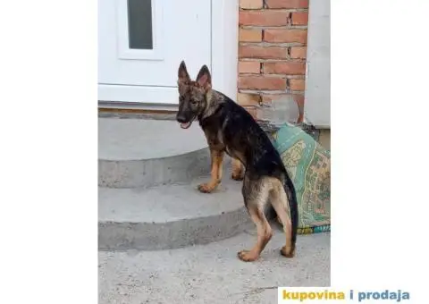 Nemački Ovčar - 11/13