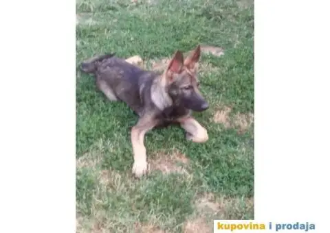 Nemački Ovčar - 12/13