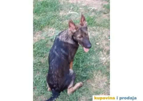 Nemački Ovčar - 13/13